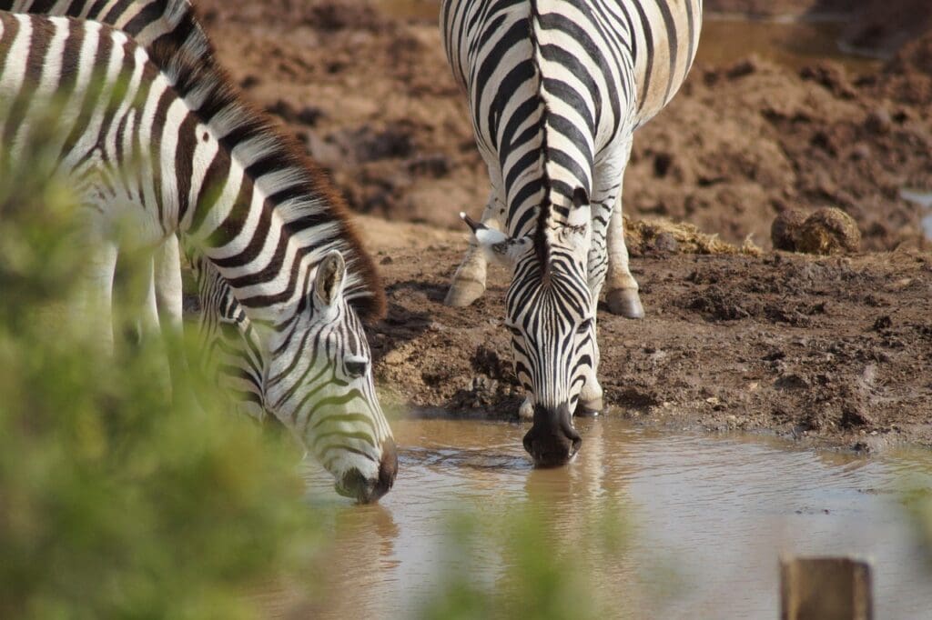 Zebra Drinking Water Private Safaris in South Africa