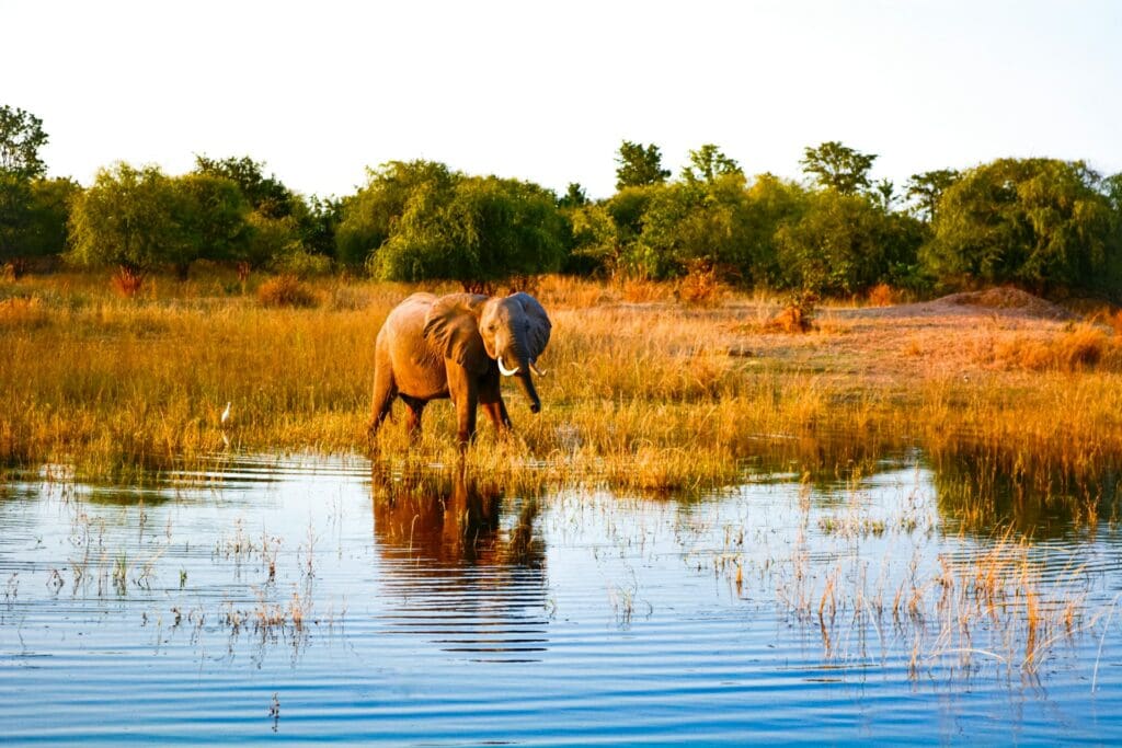 An Elephant Standing in Water Seen on a Zimbabwe Safari