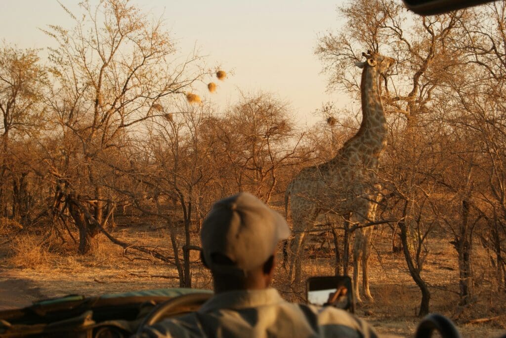 A Guide Looking at a Giraffe while on a Zimbabwe Safari