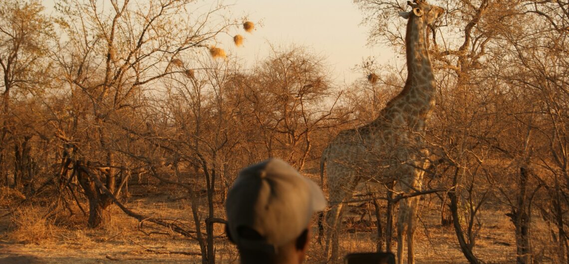 A Guide Looking at a Giraffe while on a Zimbabwe Safari