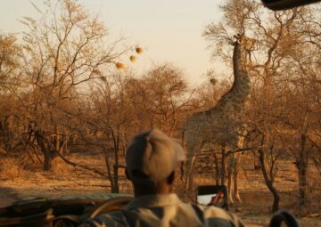 A Guide Looking at a Giraffe while on a Zimbabwe Safari