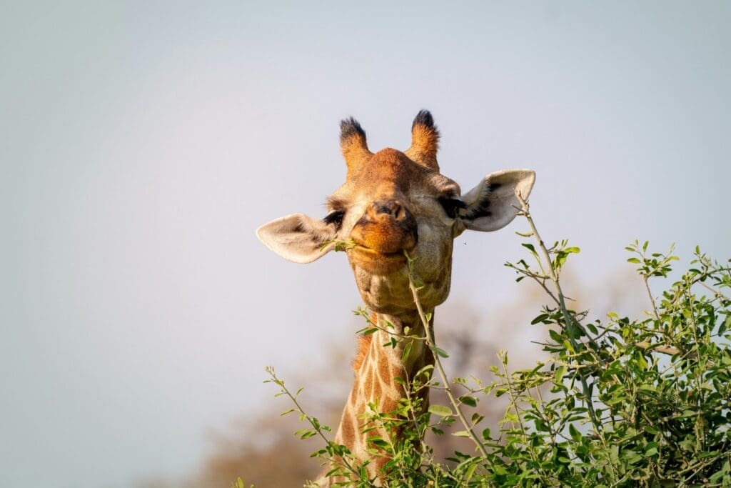 Namibia for US Tourists: Get the Lowdown Here 20 A Giraffe in Chobe