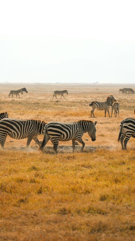 A Herd of Zebra Seen on the Best Family Safaris