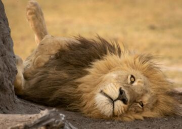 A Lazy Lion in the Kruger National Park