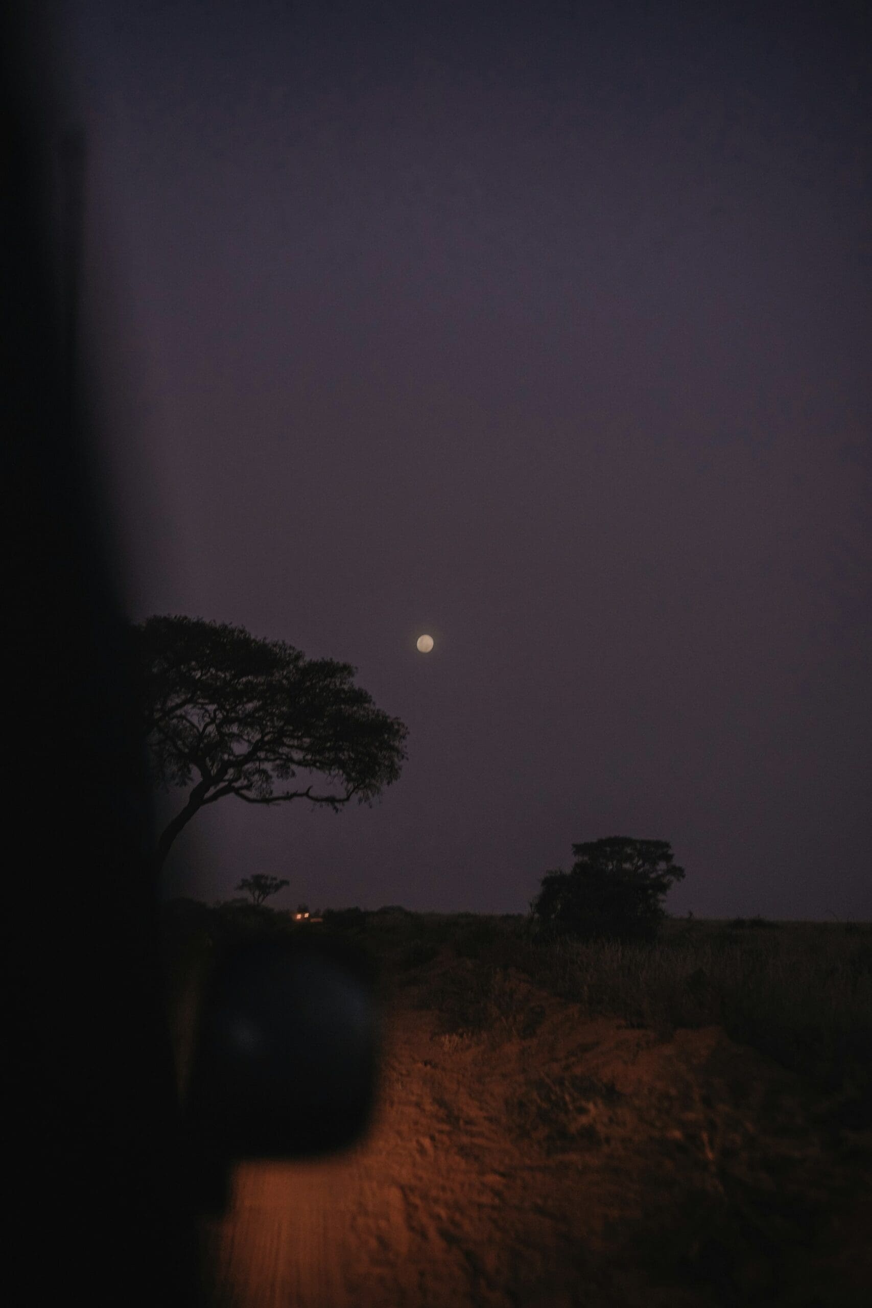 A Night Game Drive
