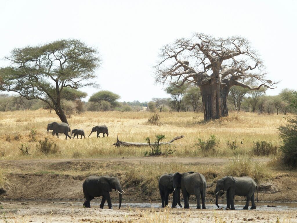 Elephants on an African Safari