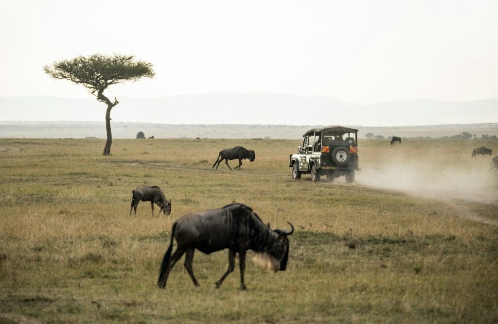 Best Family Safaris