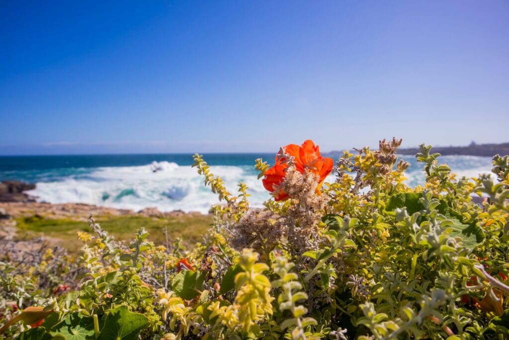 Flowers on a Beach in Hermanus Flowers on a Beach in Hermanus