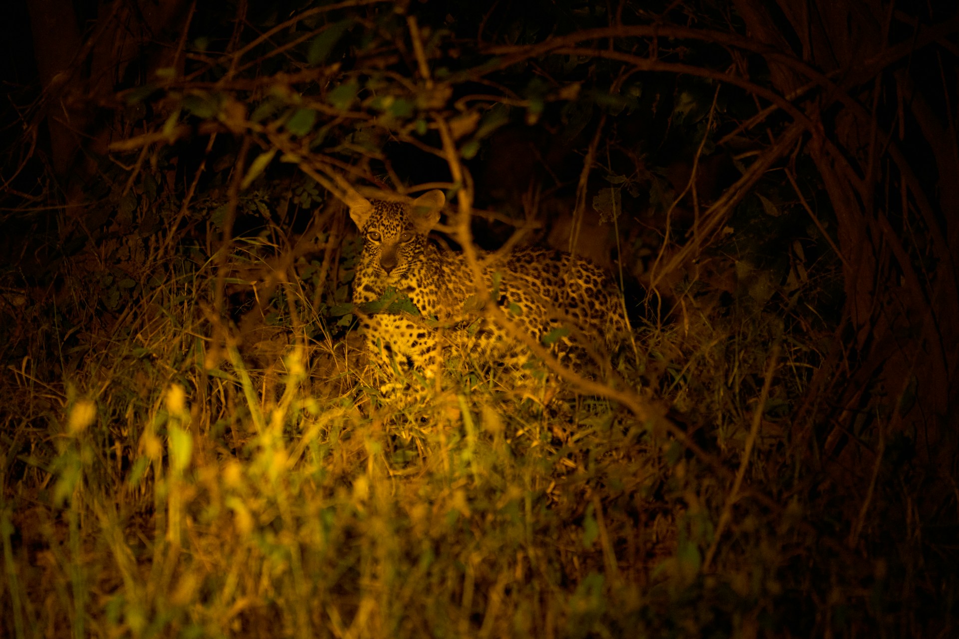 Leopard im Gras bei Nacht in Sambia