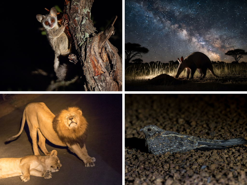 Wildtiere bei Nacht in Afrika