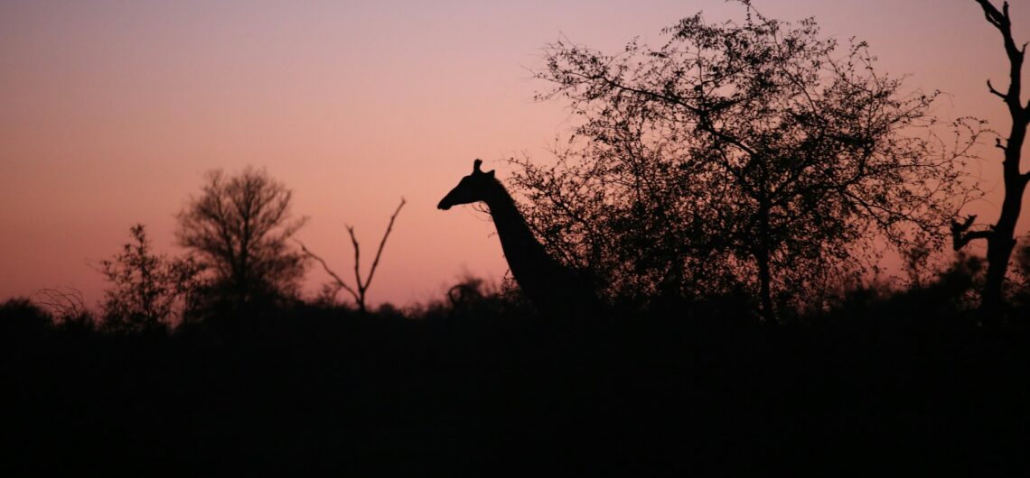 Nocturnal Animals in Africa