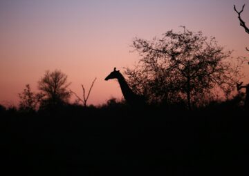 Nocturnal Animals in Africa