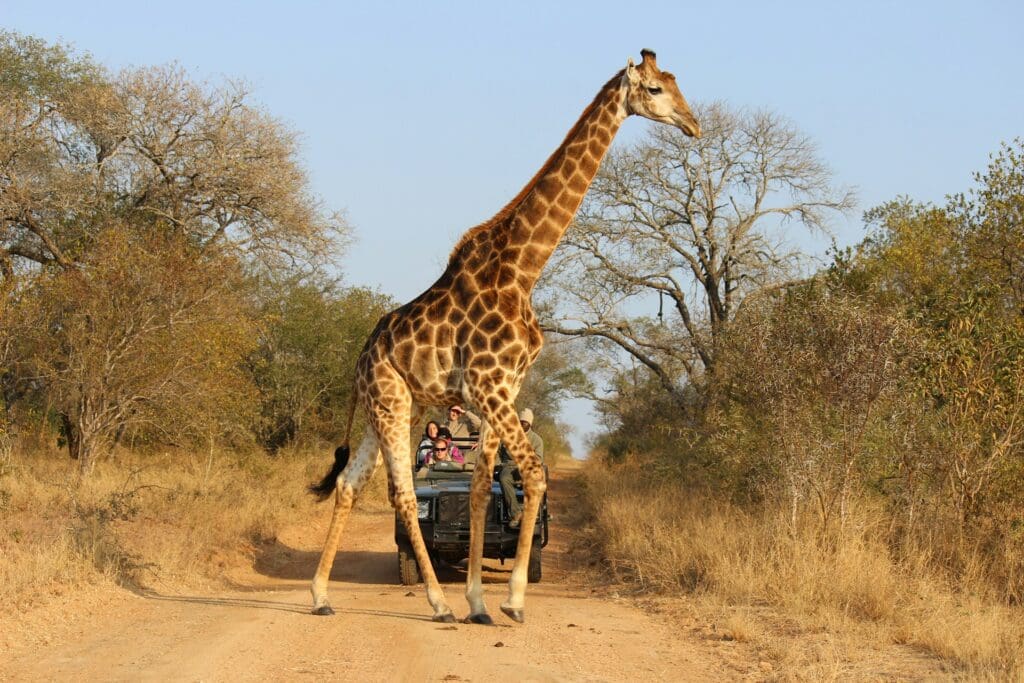 The Best Family Safaris