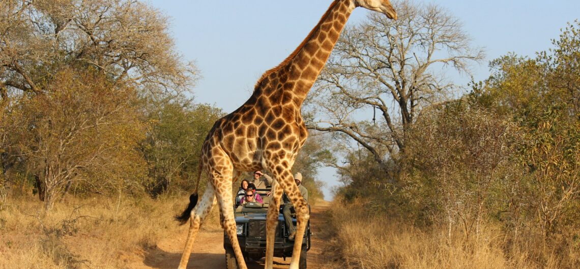 The Best Family Safaris