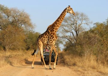 The Best Family Safaris