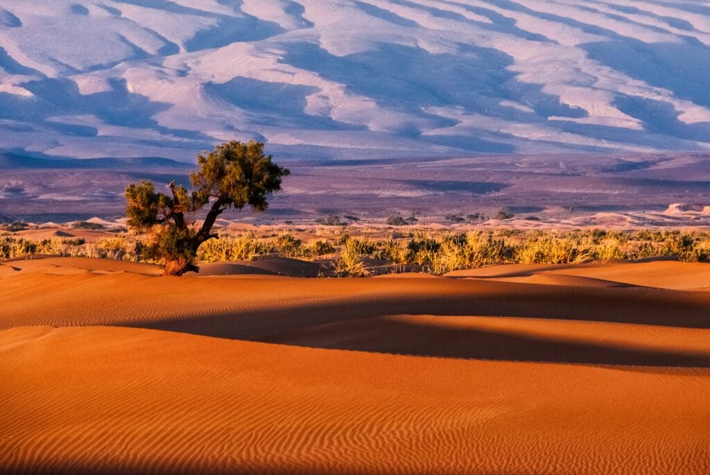 The Kalahari Desert