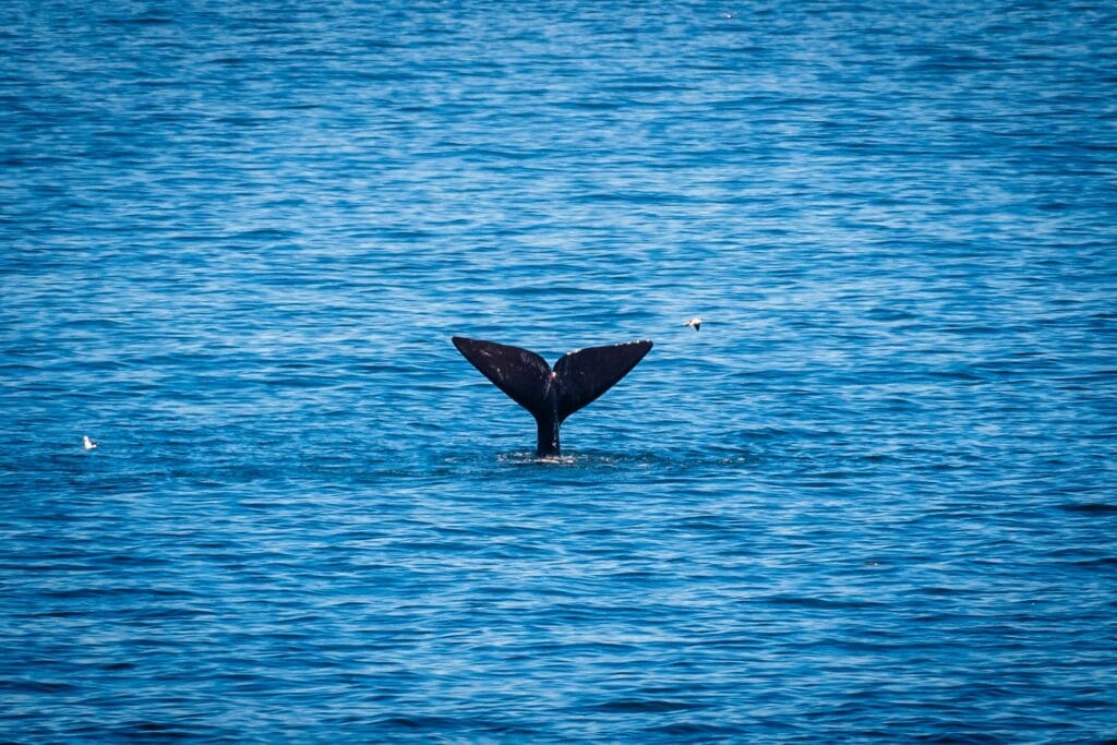 Whale Watching in Hermanus