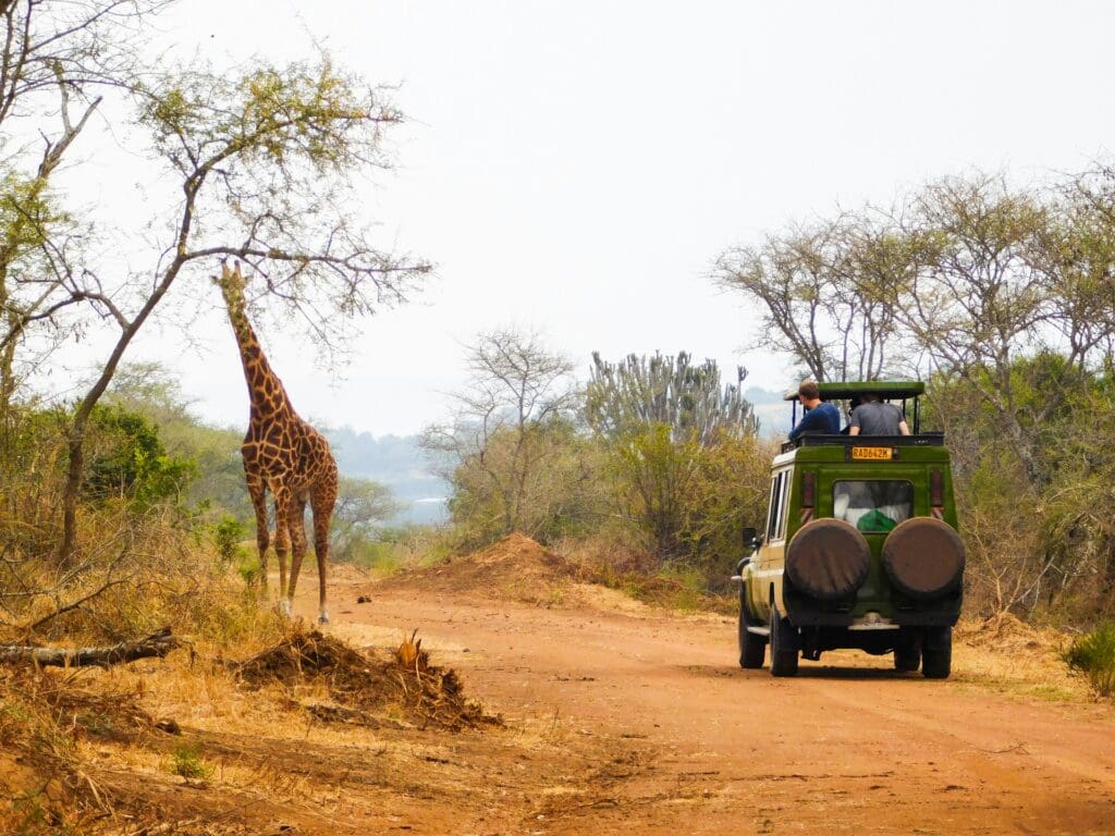 Was eine afrikanische Safari besonders macht Was eine afrikanische Safari besonders macht