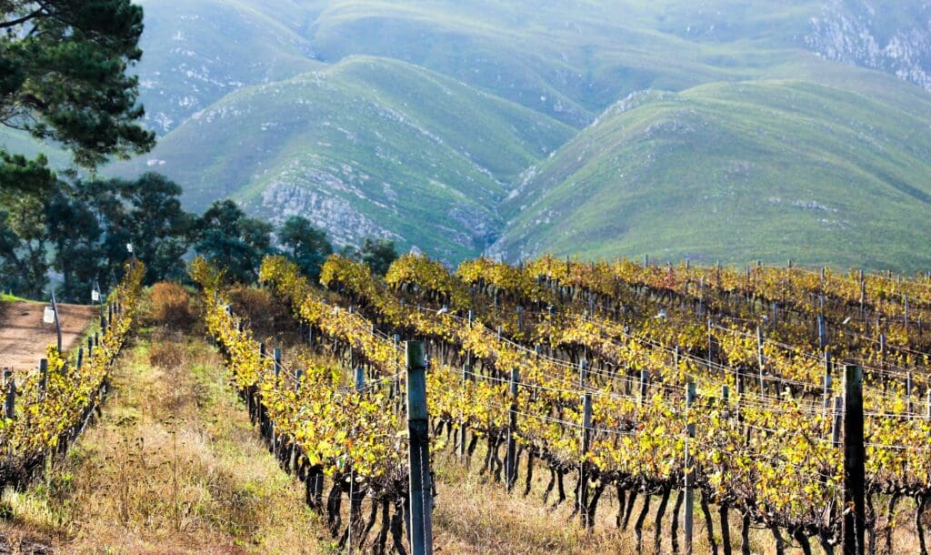 Wine Farms Outside of Hermanus Wine Farms Outside of Hermanus