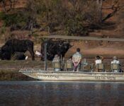 Büffel-Sichtung auf Chobe & Victoria Falls Foto-Safari