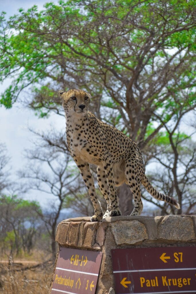 A Cheetah Sitting on a Road Sign in the Kruger