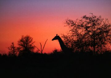 How big is the Kruger National Park