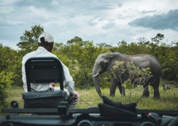 A Safari Game Drive in the Kruger National Park