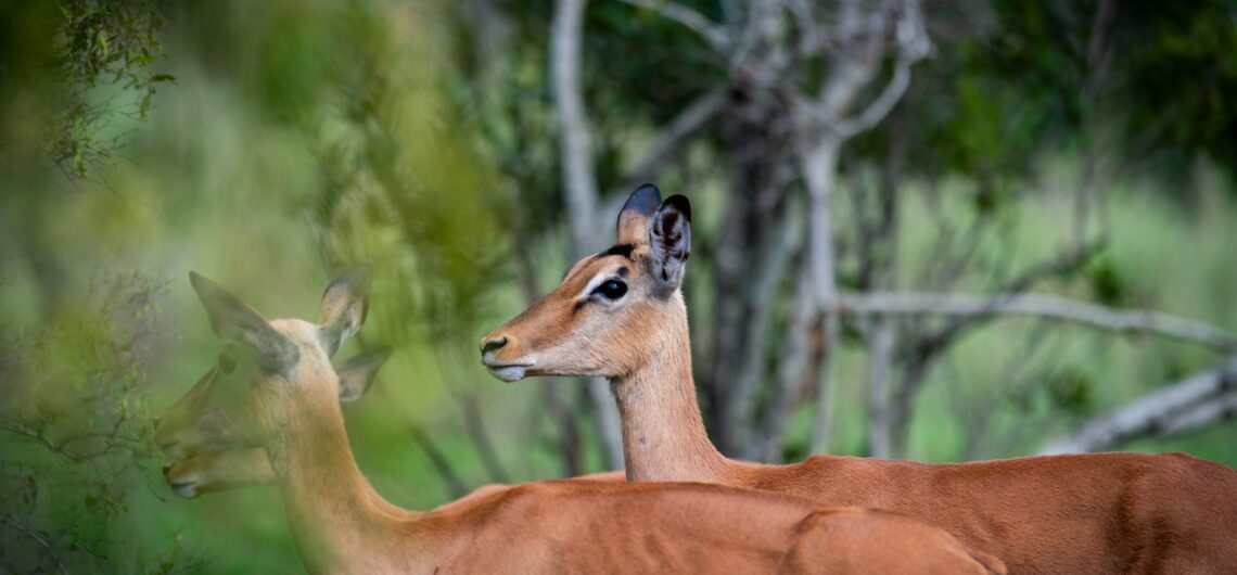 Tierpopulationen im Kruger
