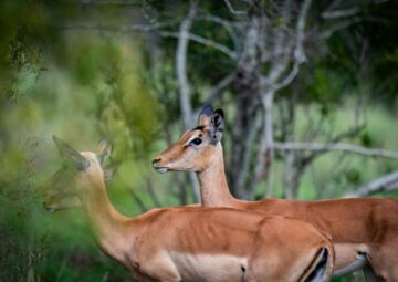 Animal Populations in the Kruger