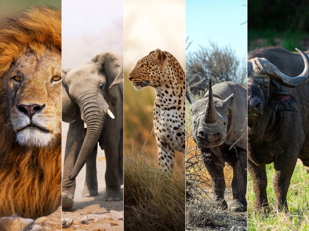 Die Big 5 im Kruger