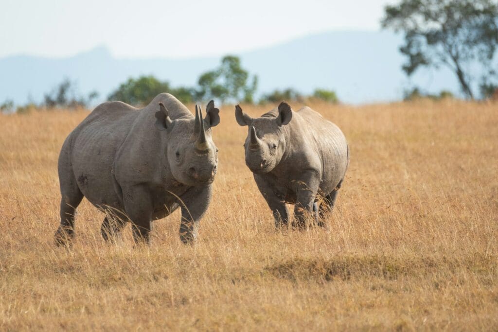 Nashorn im Krüger-Nationalpark