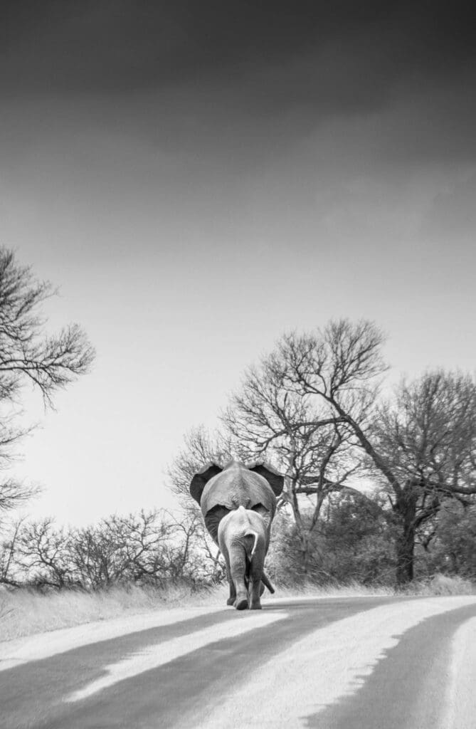 The History of the Kruger National Park