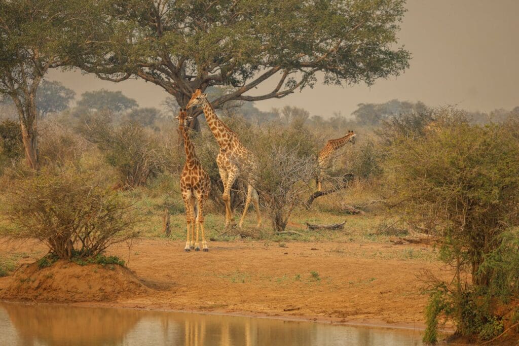 Wildtiere im Krüger-Nationalpark