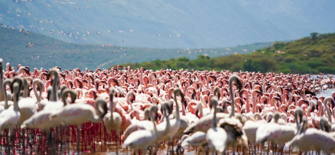 Exciting Wildlife Migrations 2026