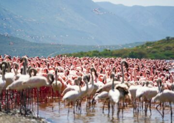 Exciting Wildlife Migrations 2026