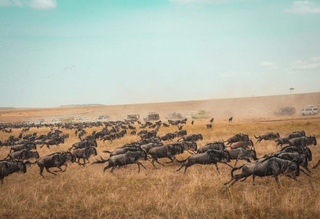 Great Wildebeest Migration