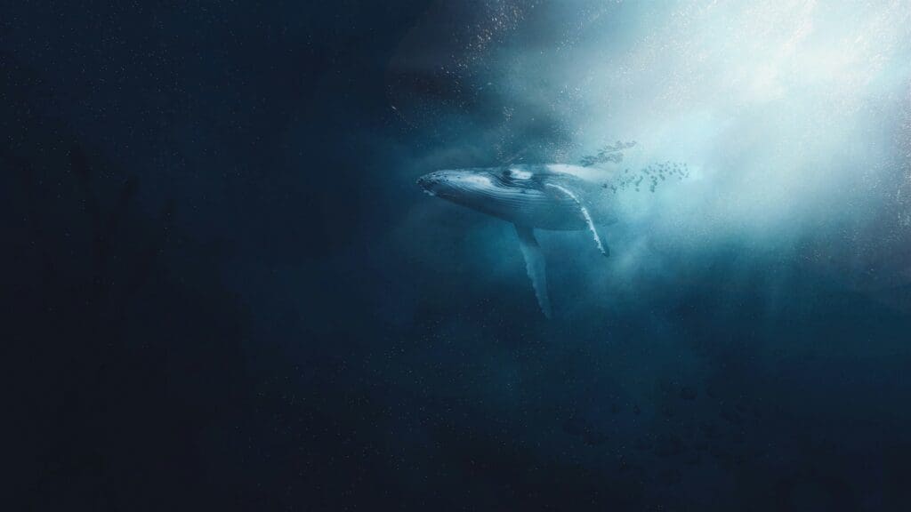 Humpback Whale Migration