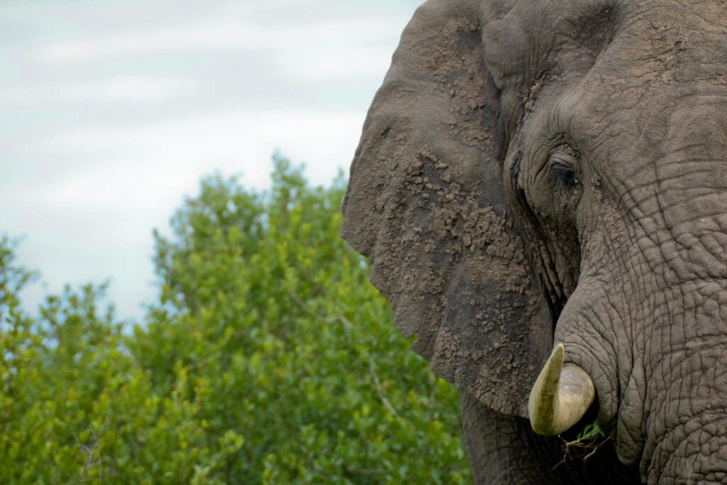 Kruger Park Wildlife Movements