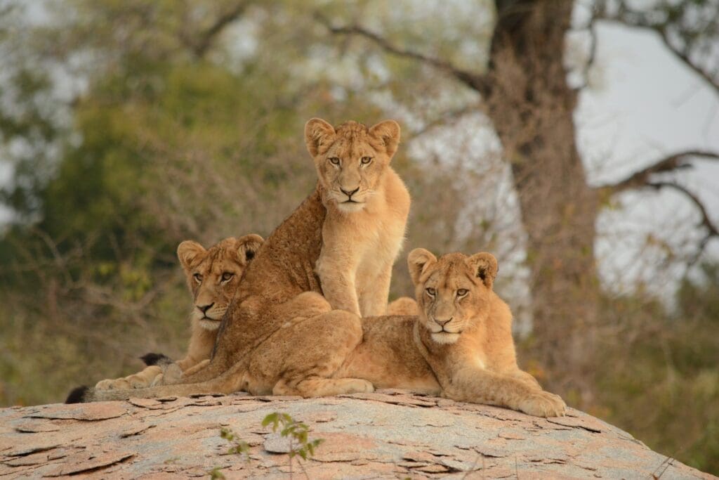 Pride of Lions Spotted in the Kruger