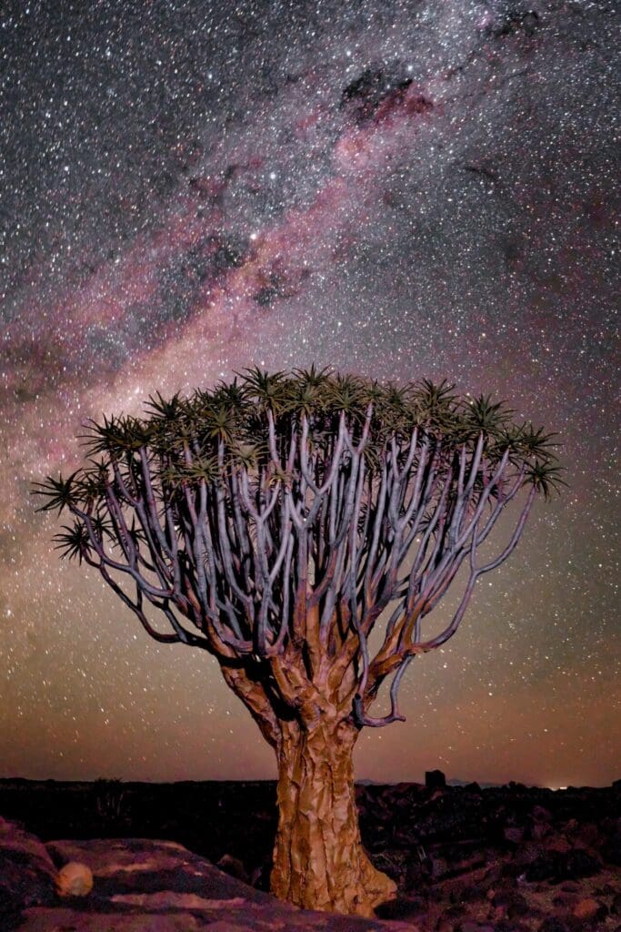 Quiver Trees and Stars