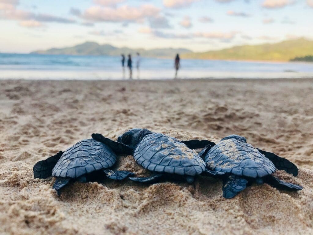 Sea Turtle Migrations