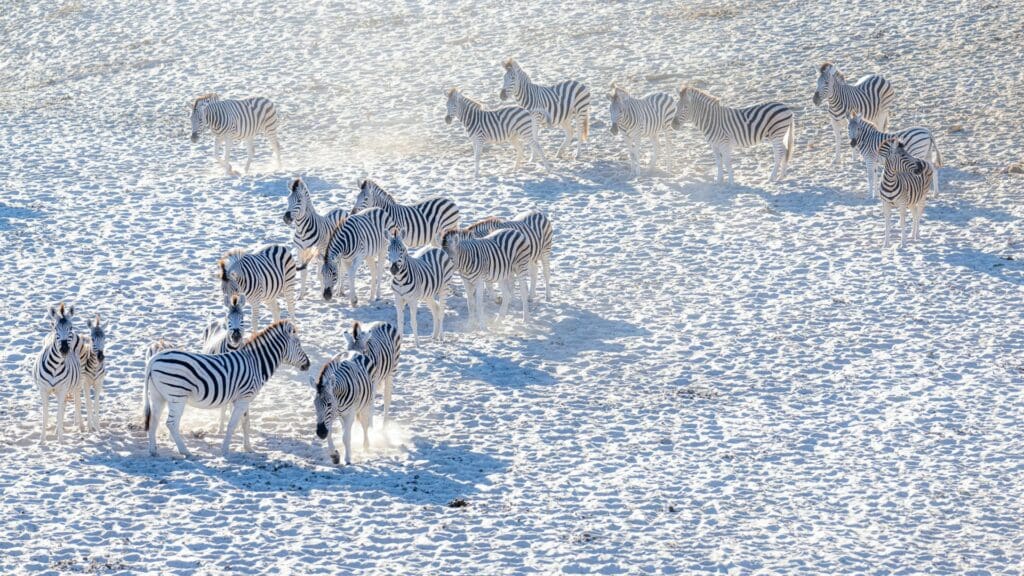 Zebra Migration