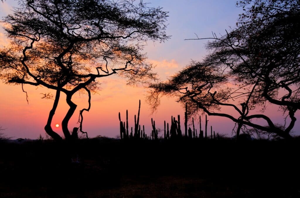 African Safari Tours and Packages for 2026