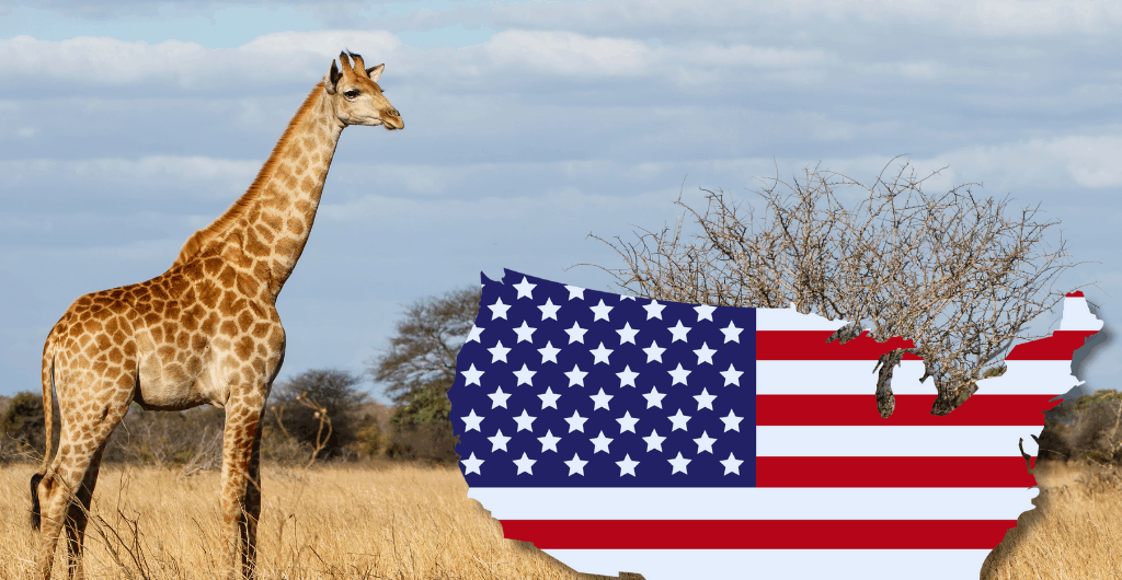 Kruger for US Tourists