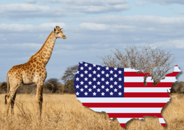 Kruger for US Tourists
