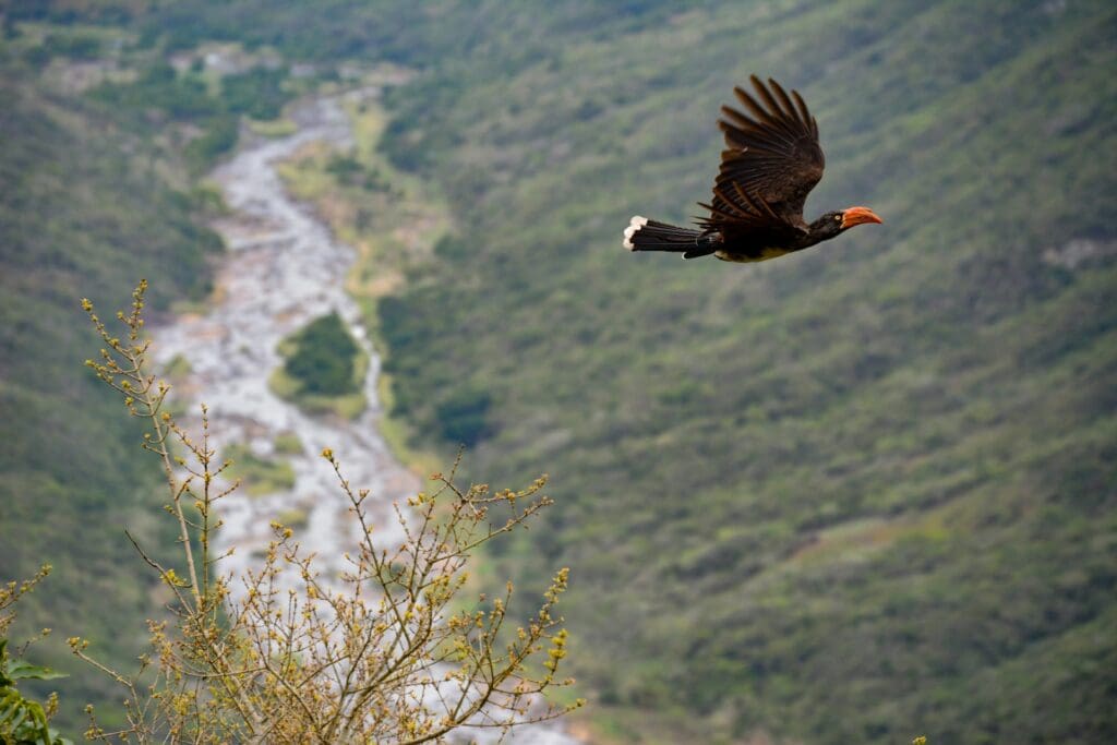 Kwa-Zulu Natal Rovos Rail
