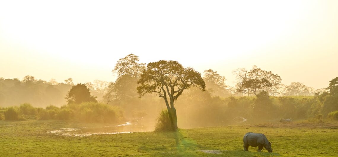 Luxury African safari tours and packages for 2026