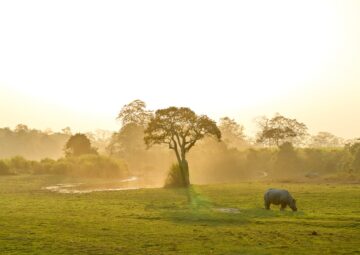Luxury African safari tours and packages for 2026