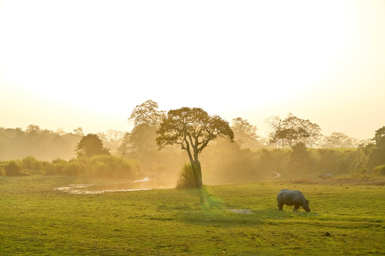 Luxury African safari tours and packages for 2026