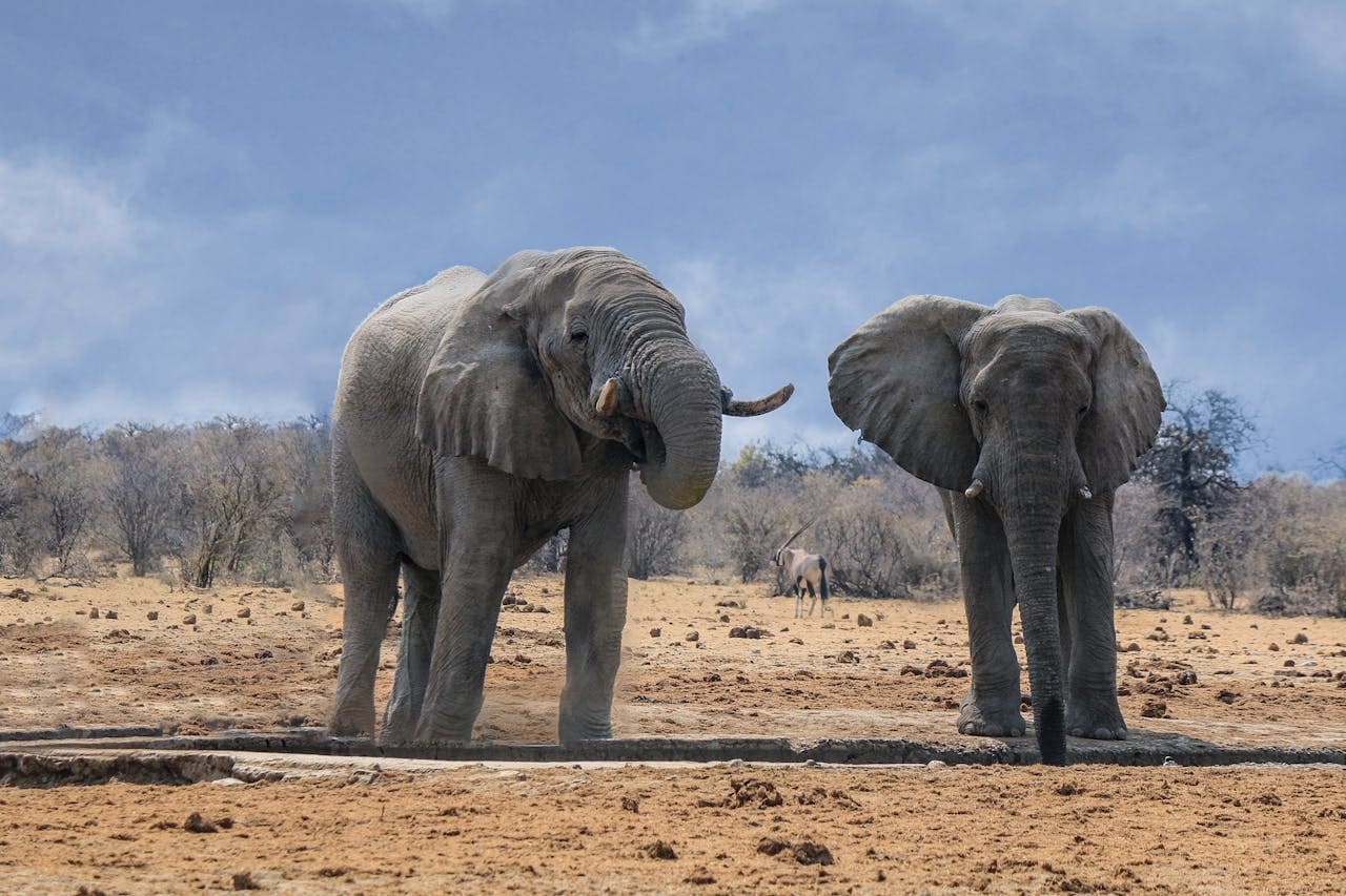 Slow Safaris in Namibia